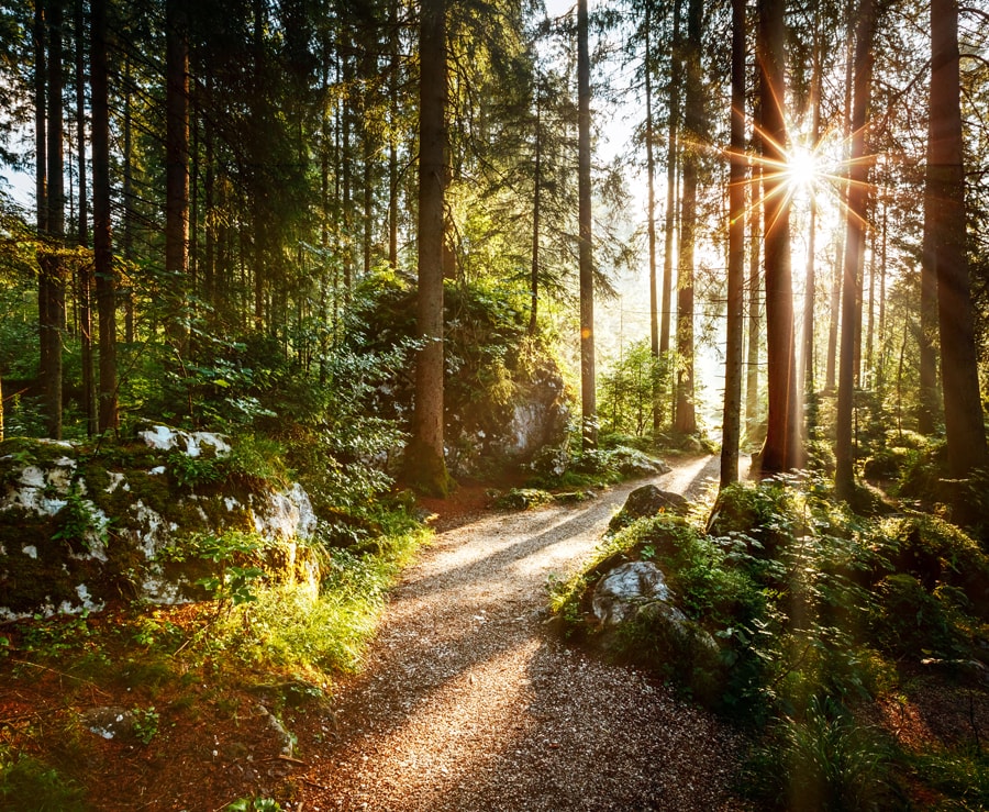 Forêt ensoleillée